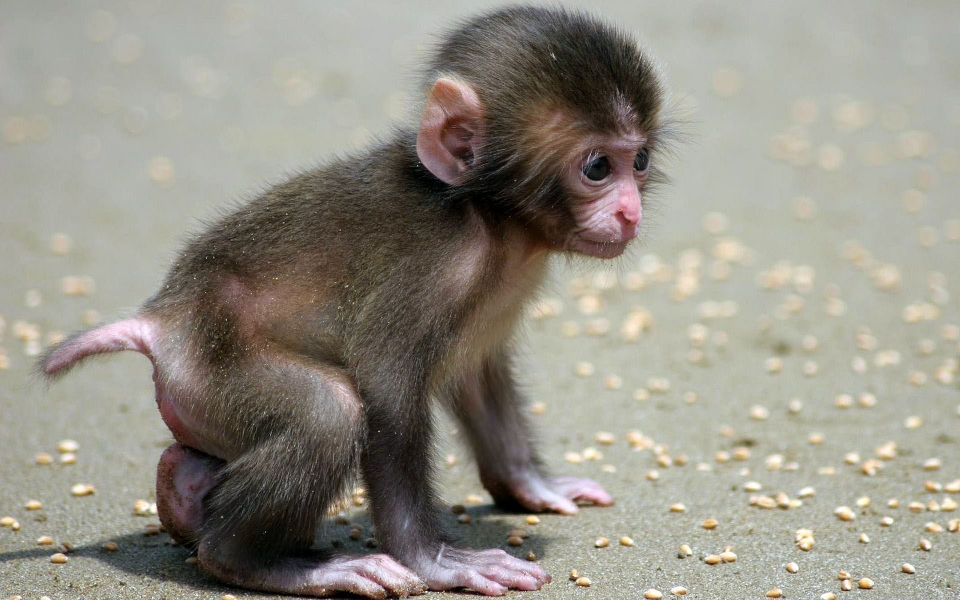 pictures of cutebaby monkeys