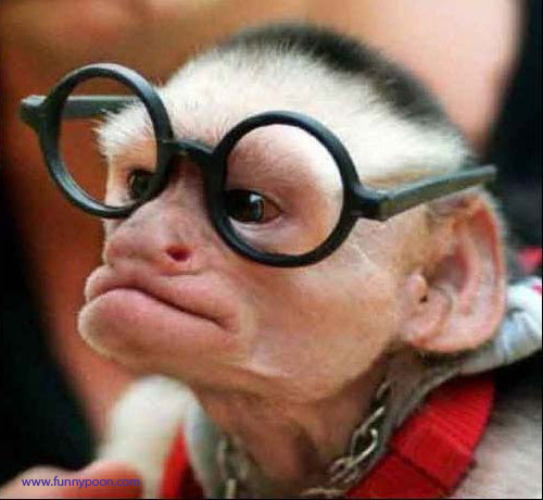 Funny Monkey With Glasses | picturespider.com Funny Monkey With Glasses | picturespider.com