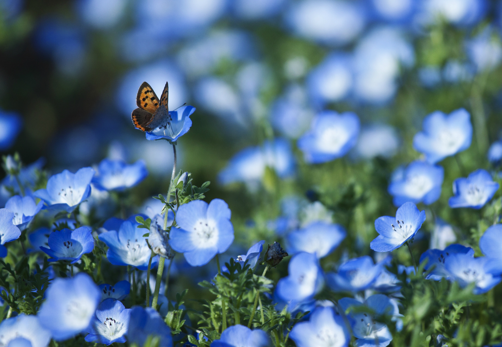 Spring Flowers And Butterflies Desktop Wallpaper Love