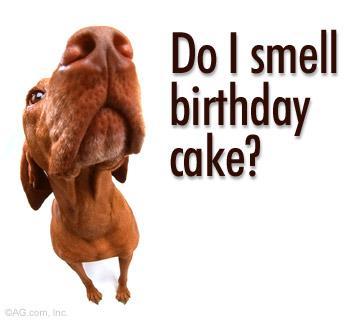Happy birthday, Richard Hester Happy-Birthday-Cute-Dog-10