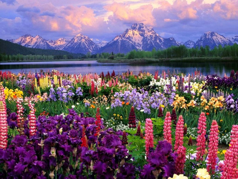 Peaceful Nature Flowers 3 | The Art Mad Wallpapers